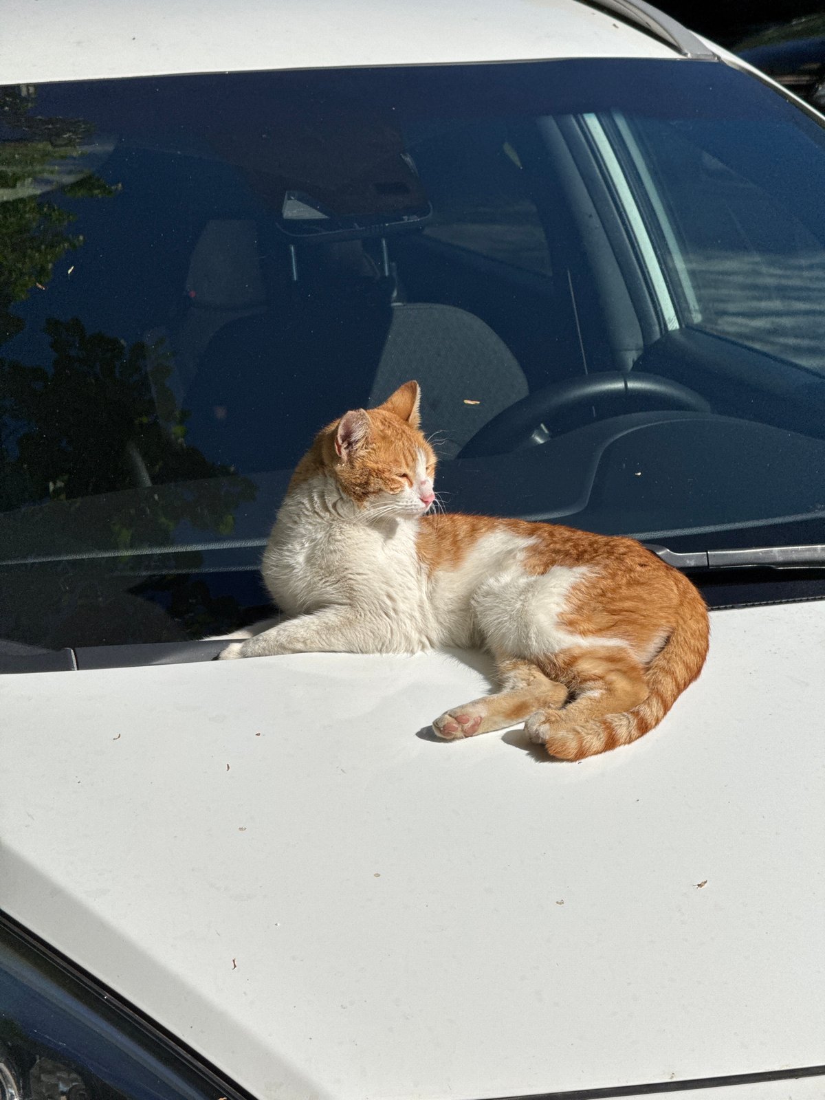 Cat spotted in car window in Plovdiv, Bulgaria