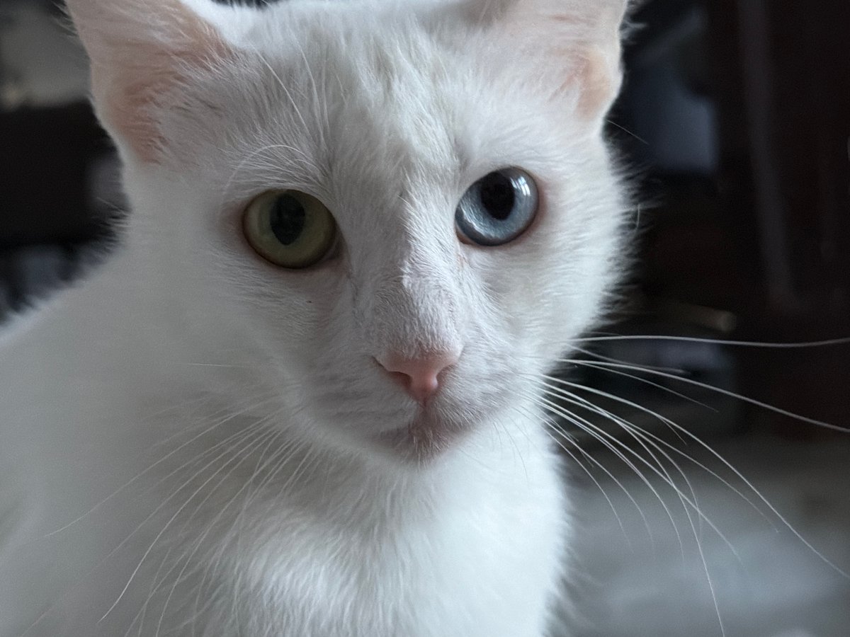 White cat with different colored eyes photographed in Bulgaria