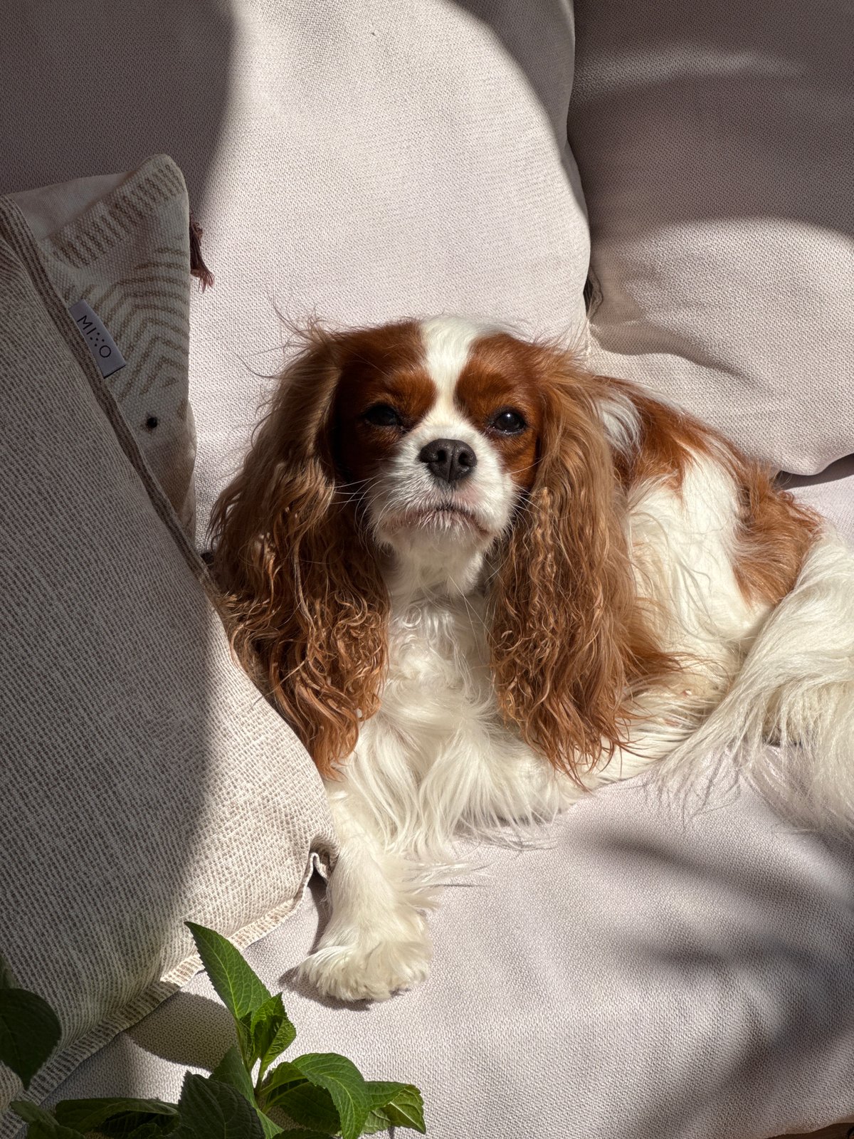 Dog rests peacefully among hydrangeas on Budva terrace