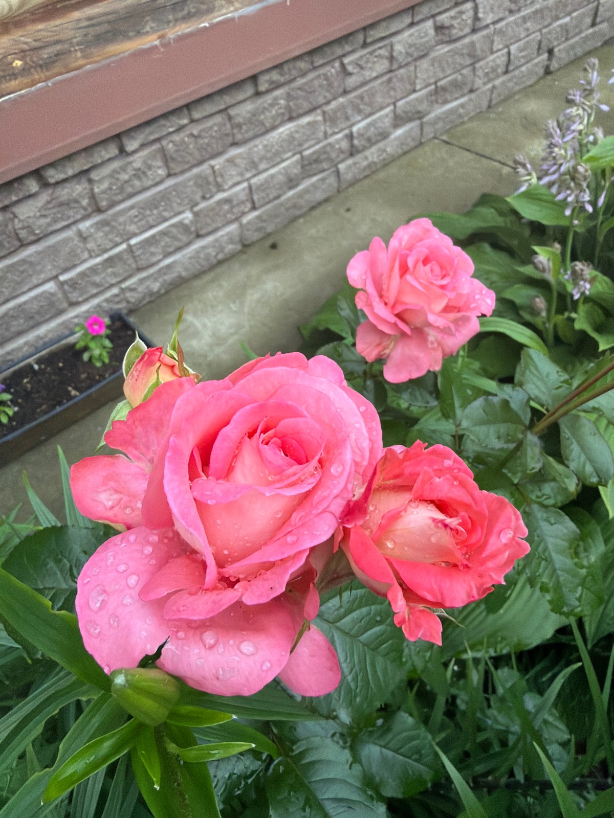Rain-soaked garden roses dominate a summer afternoon in Chaikovsky
