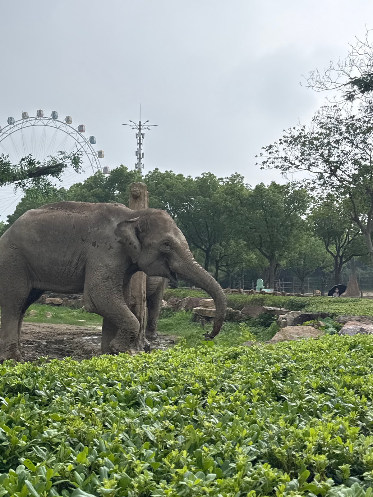 Elephants playing with water at Shanghai Wild Animal Zoo