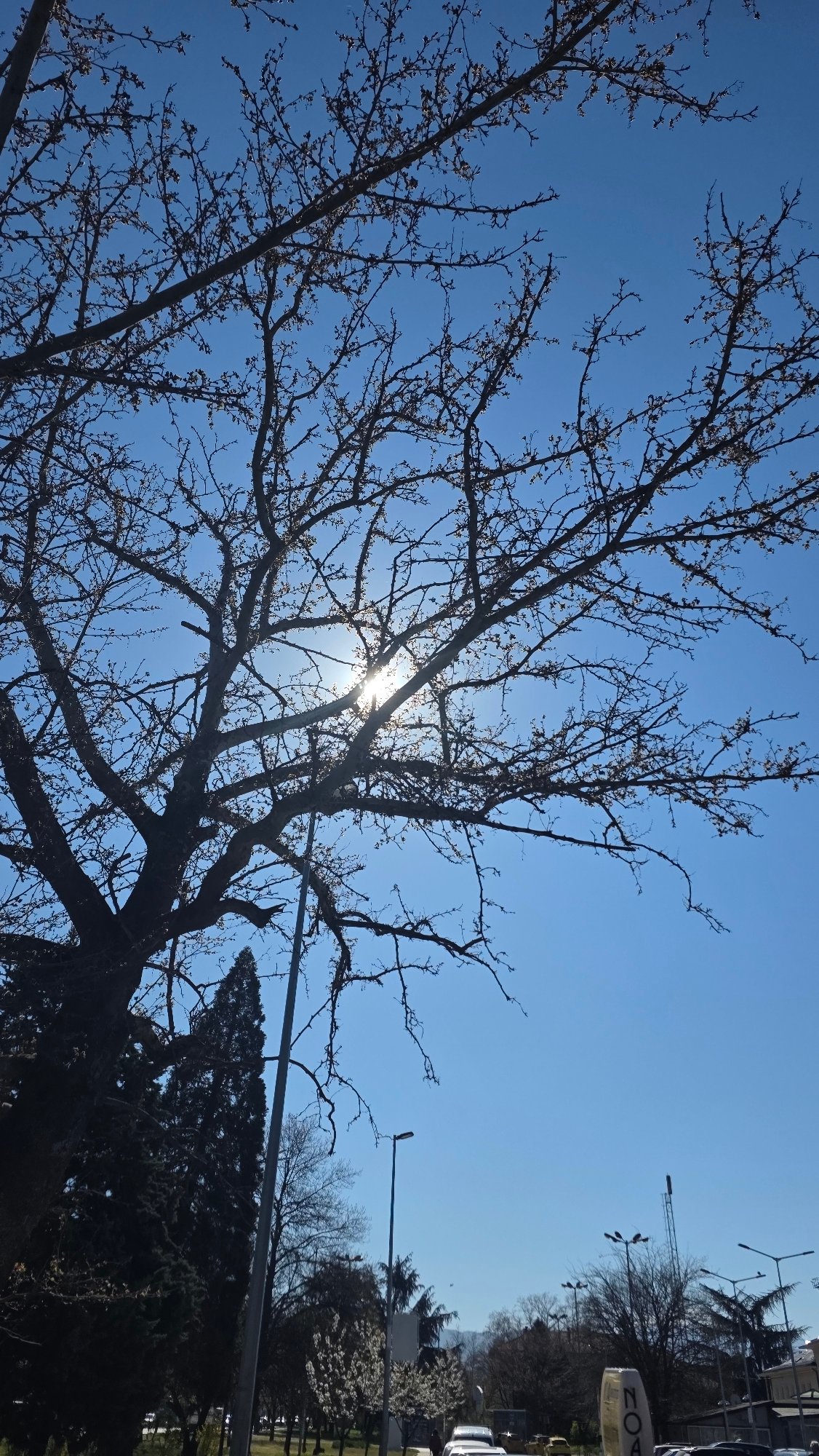Morning sunlight through bare branches captured in Blagoevgrad