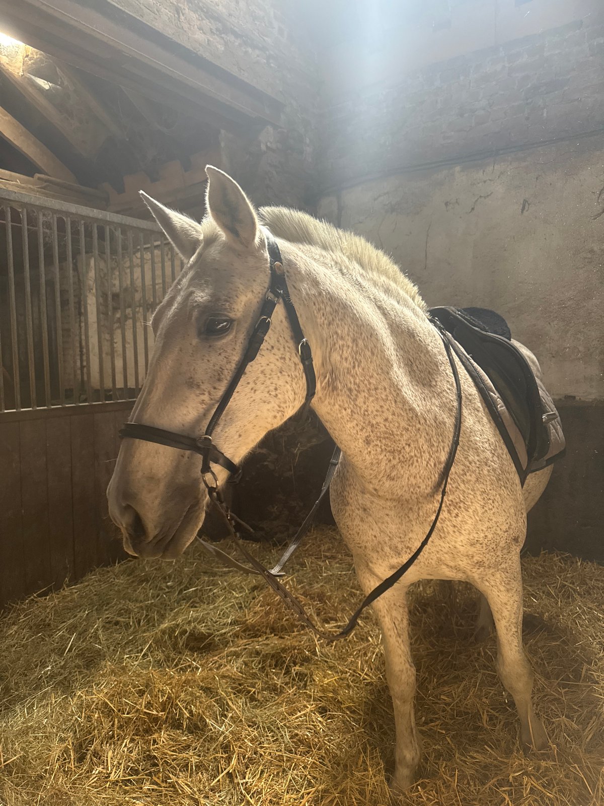 Saddled horse spotted in Belgian stable