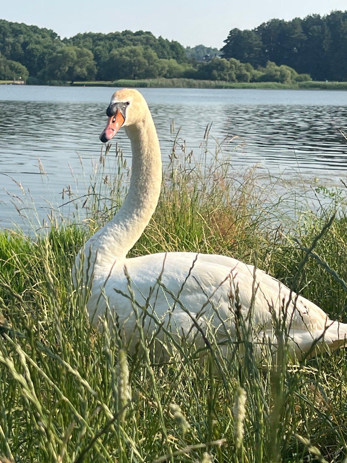 Swan family with cygnets at a Belarusian lakeside