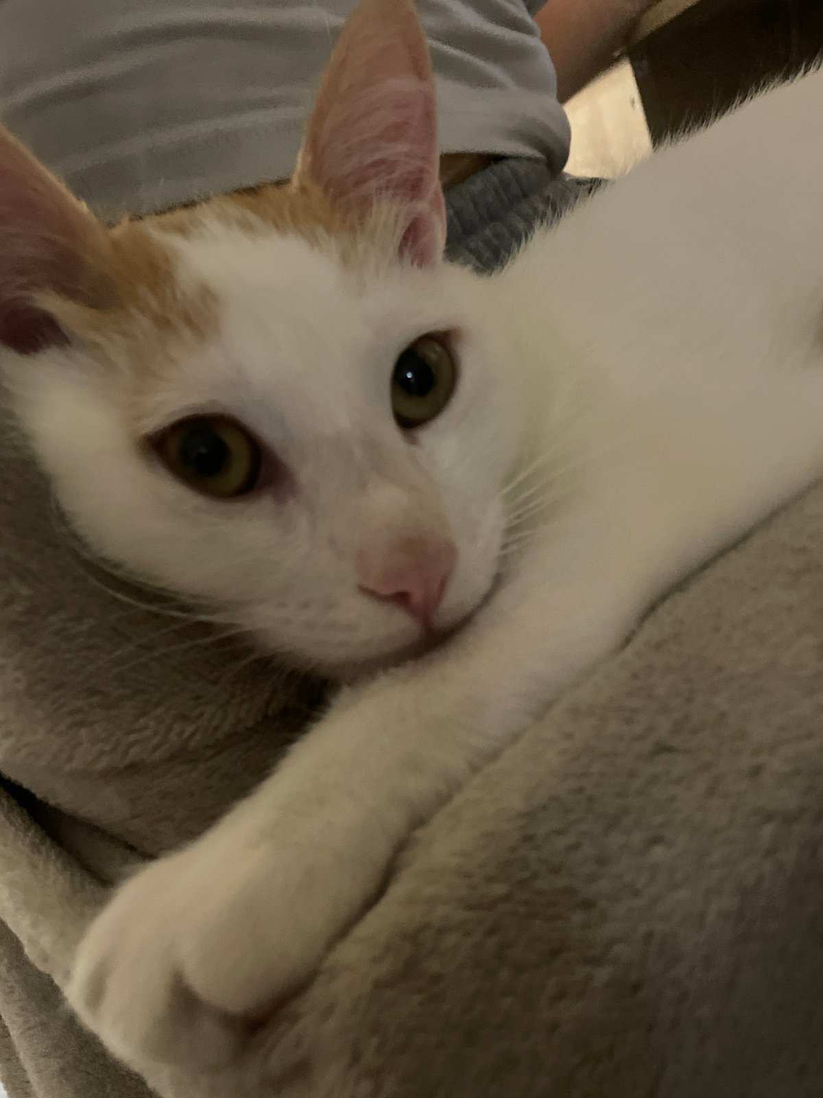Sofia resident documents quiet evening with cat and collectibles