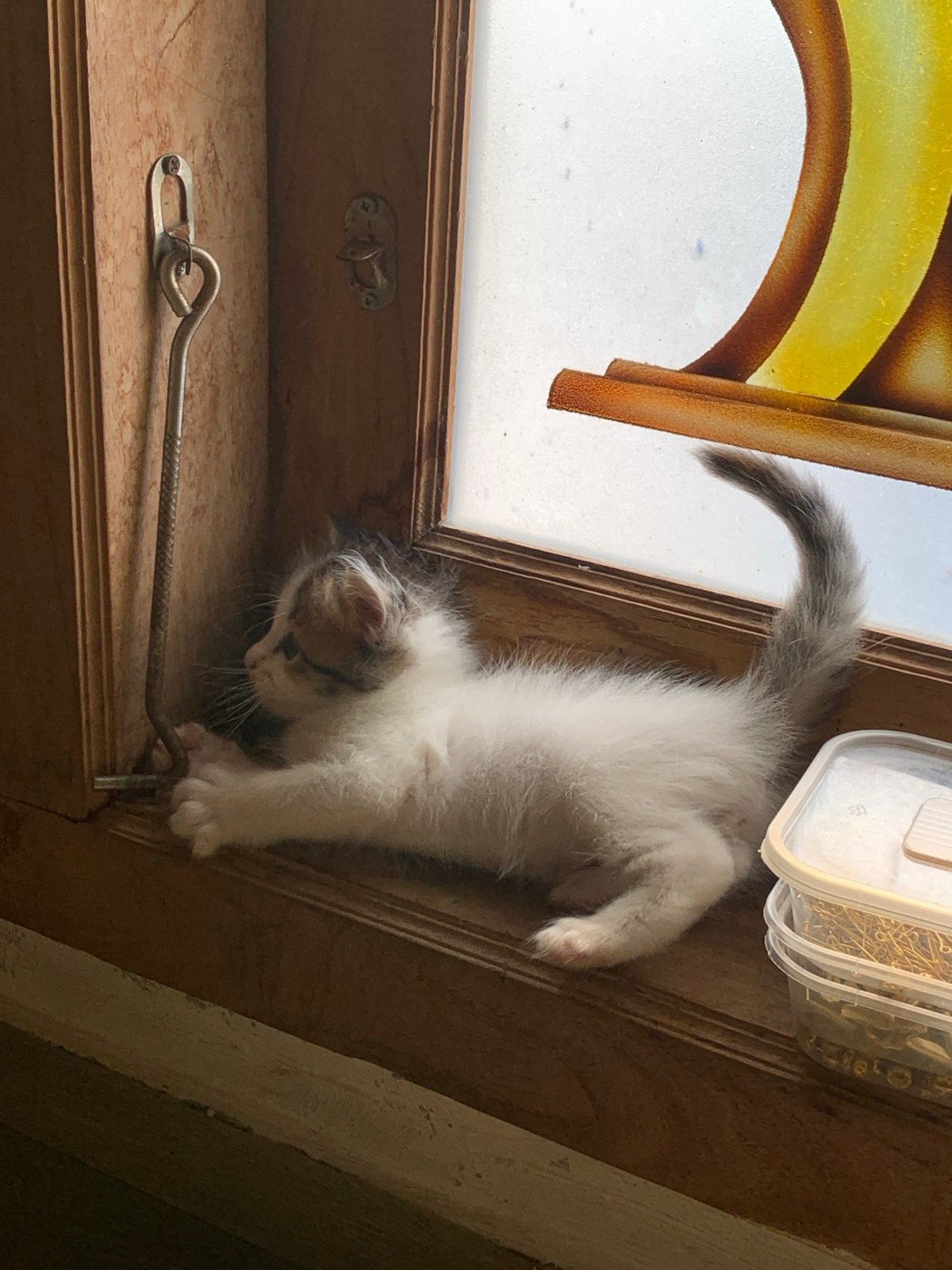 Rural life documented: rice fields, street vendors, kittens captured