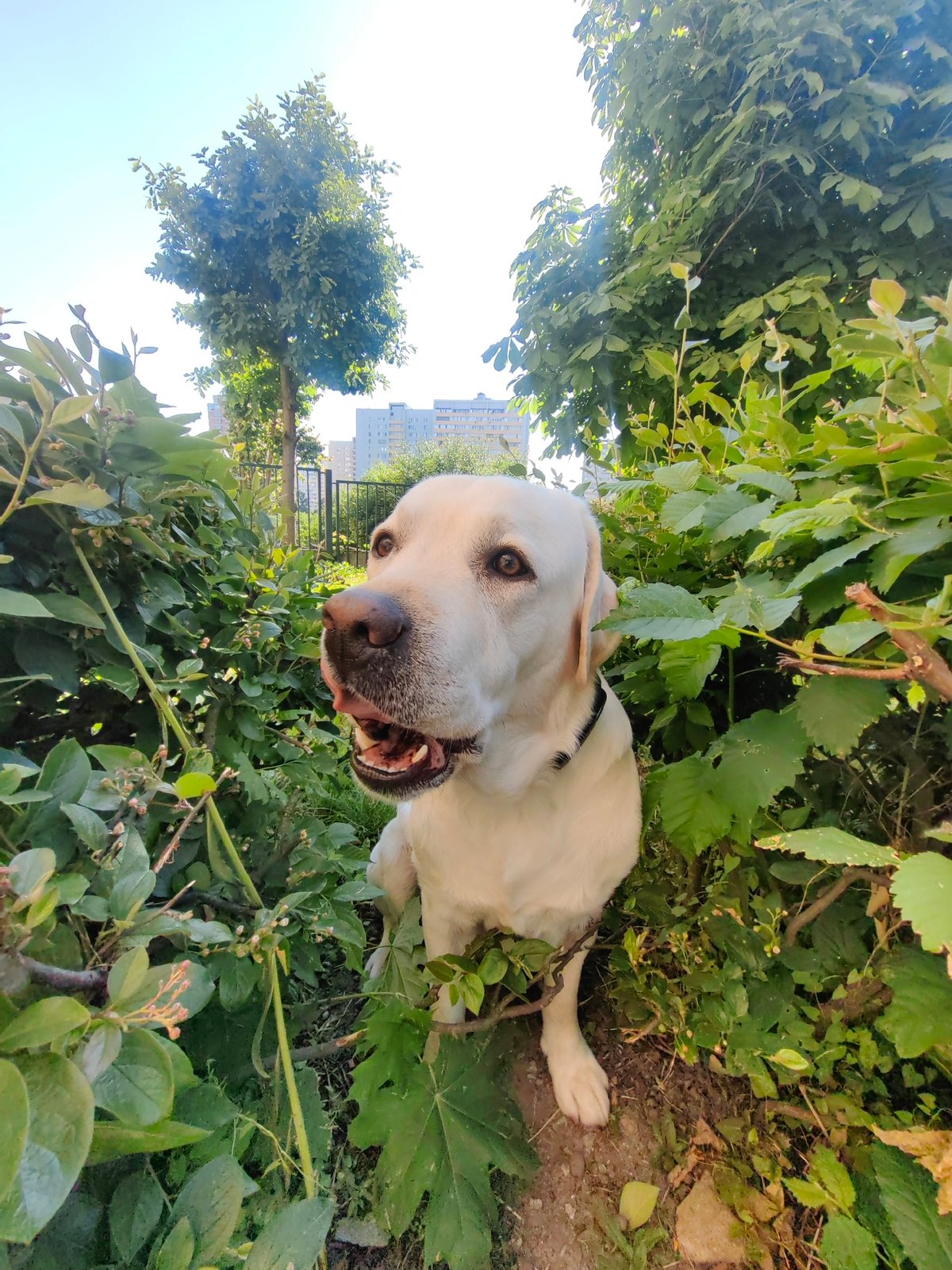 Yellow Lab enjoys morning outing in Mytishchi parks