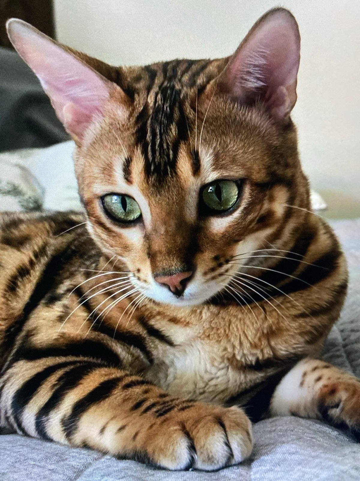 Bengal cat spotted indoors and among tropical plants, Nha Trang