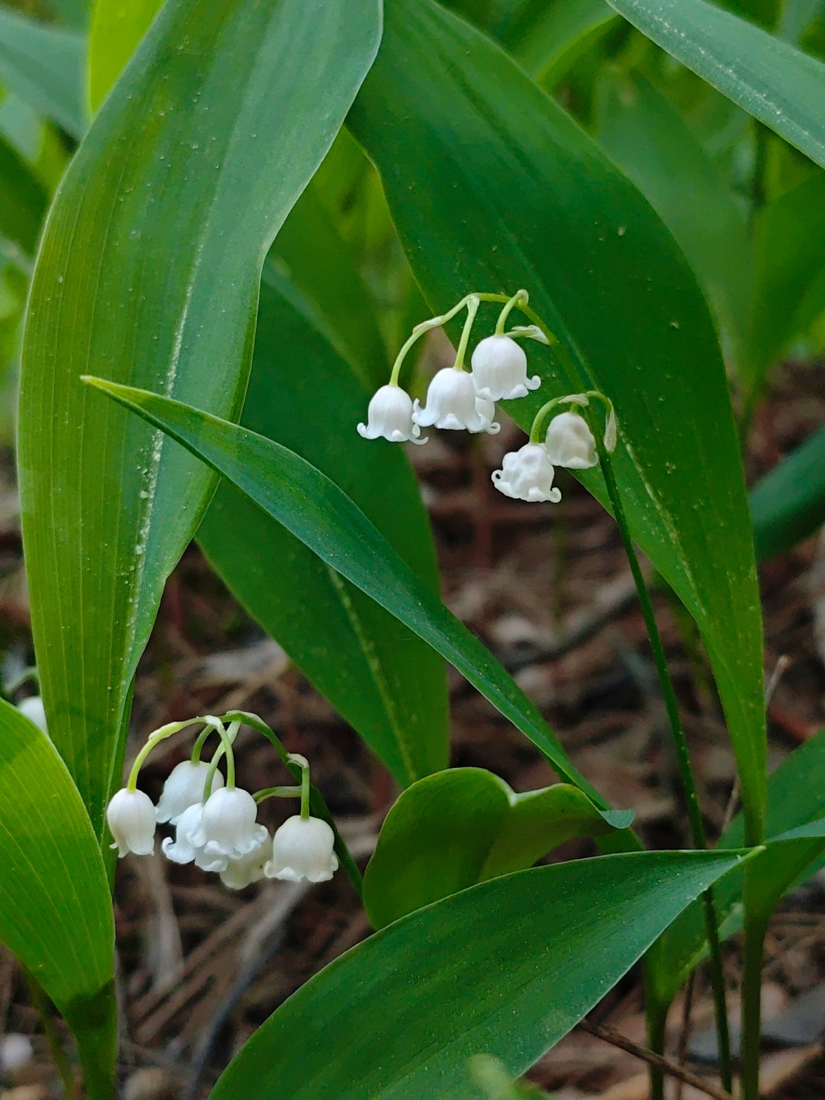 Spring forest walk documented near Zarech'e, Russia