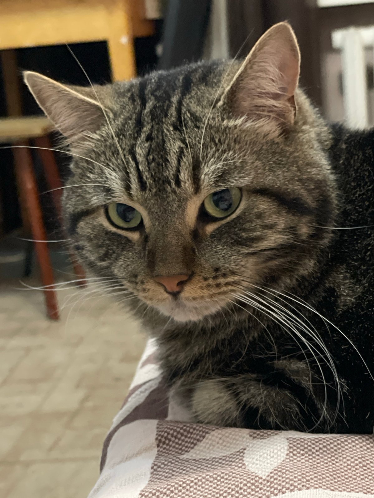 Tabby cat photographed up close at home in Cherkasy