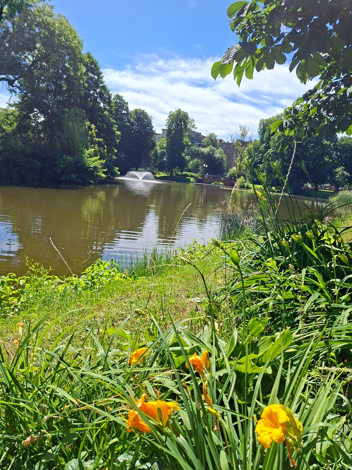 Morning walk through a park with ponds and rose gardens