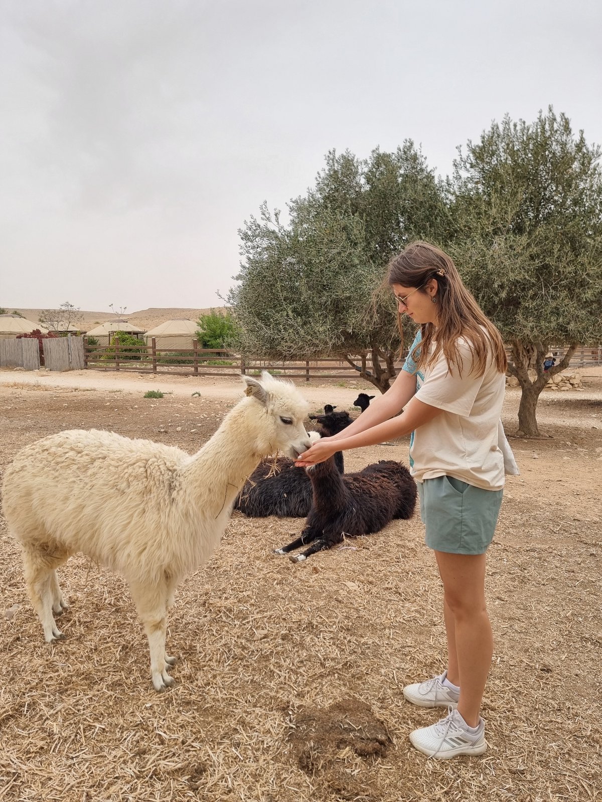Visitors feed alpacas and llamas at Mizpe Ramon farm