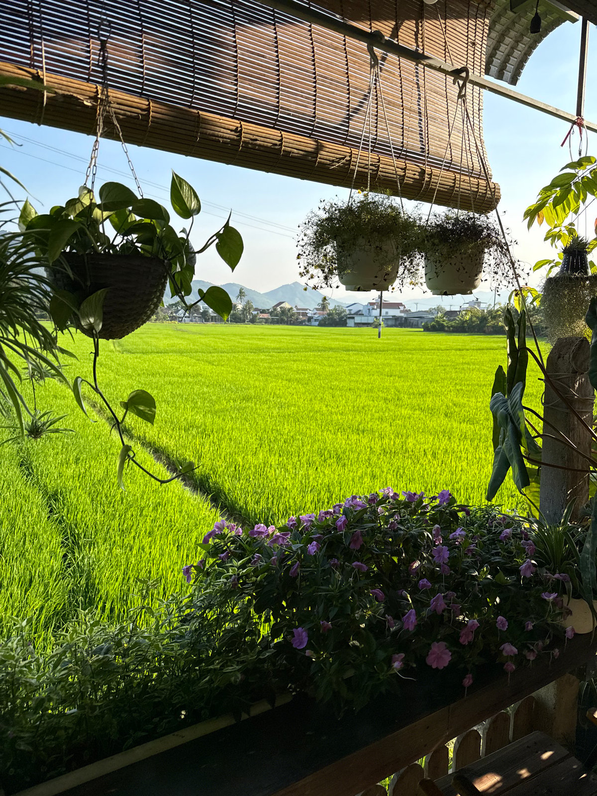 Rice paddies viewed from building in Diên Khánh, Vietnam