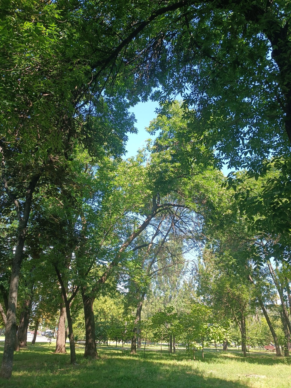Pit bull on a summer park walk in Zaporizhzhia