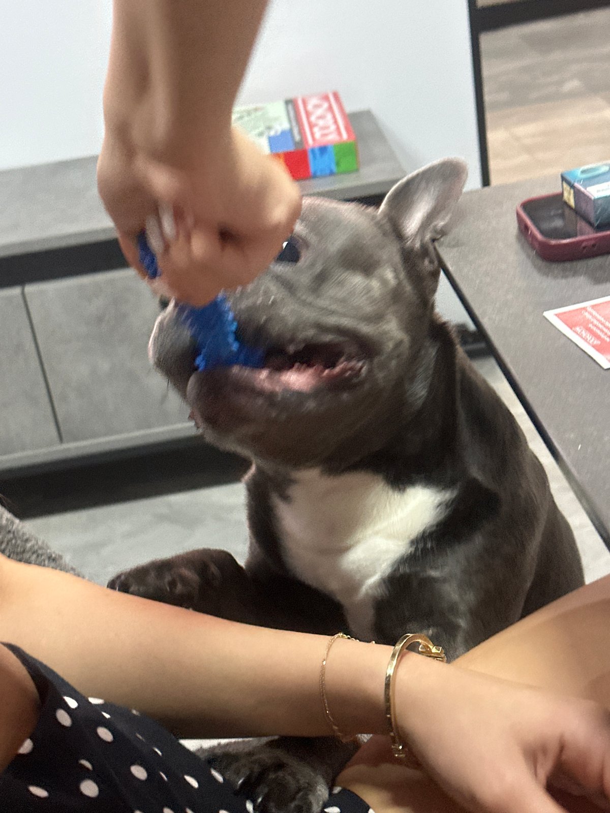 Evening home life with pets, games, drinks captured