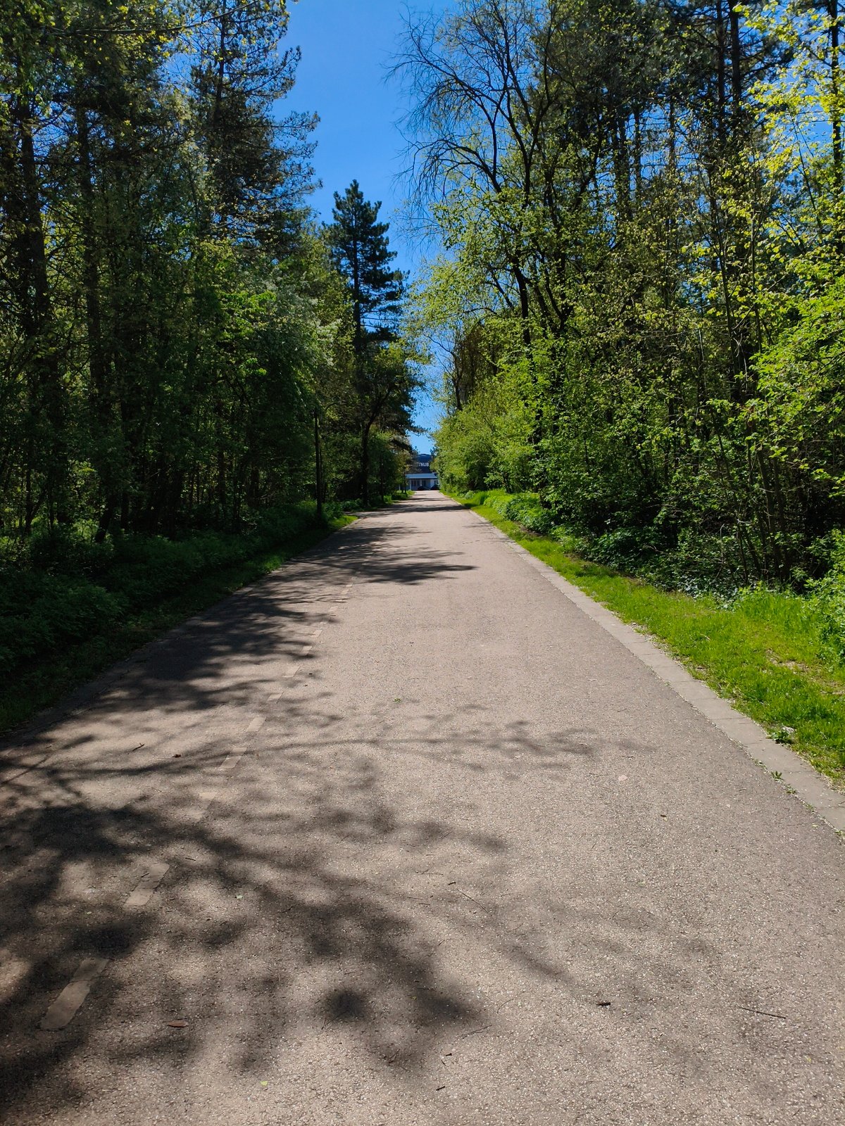Tree-lined pathway observed in Dobrich, Bulgaria