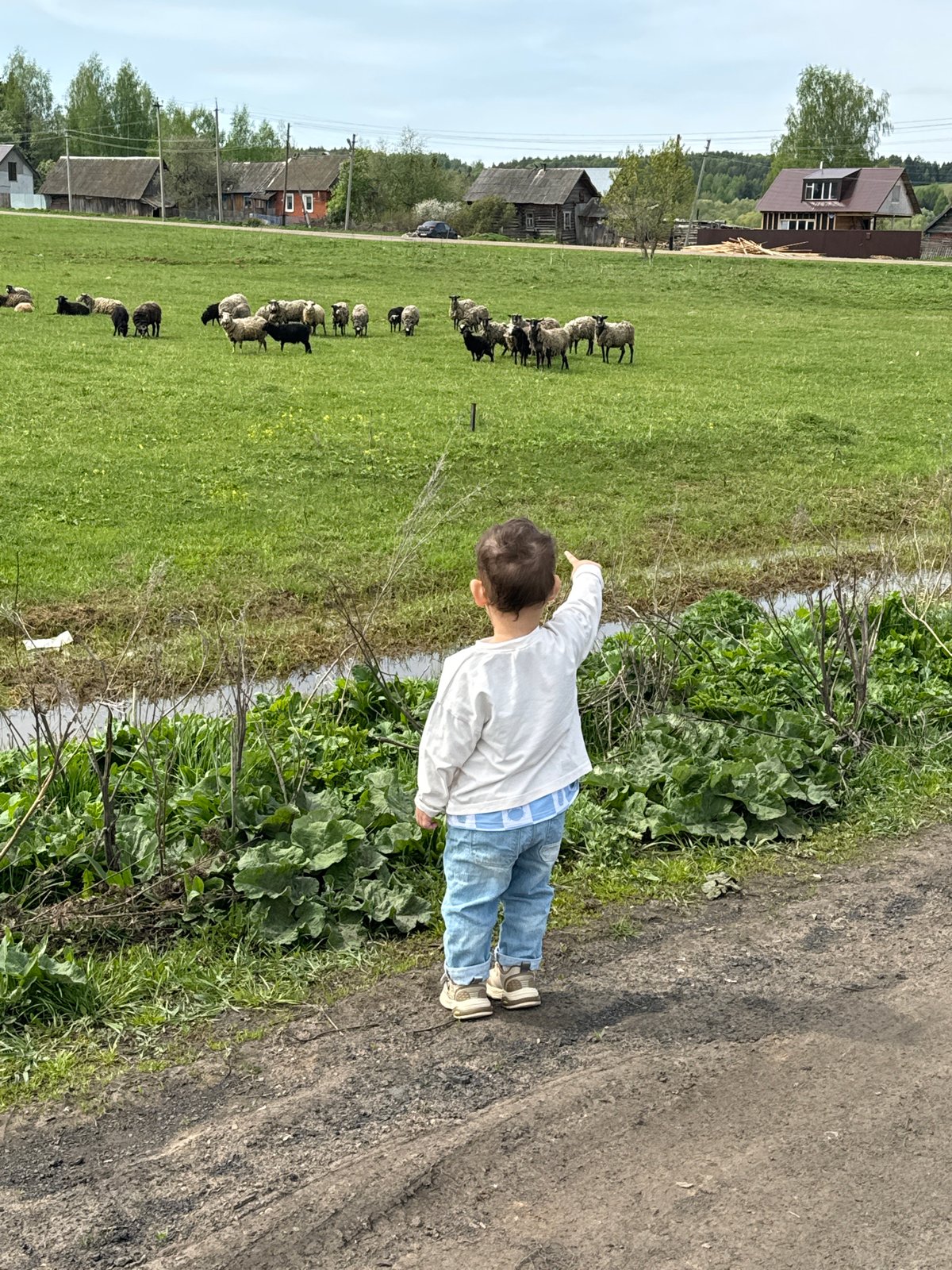 Child watches sheep graze in Russian village field