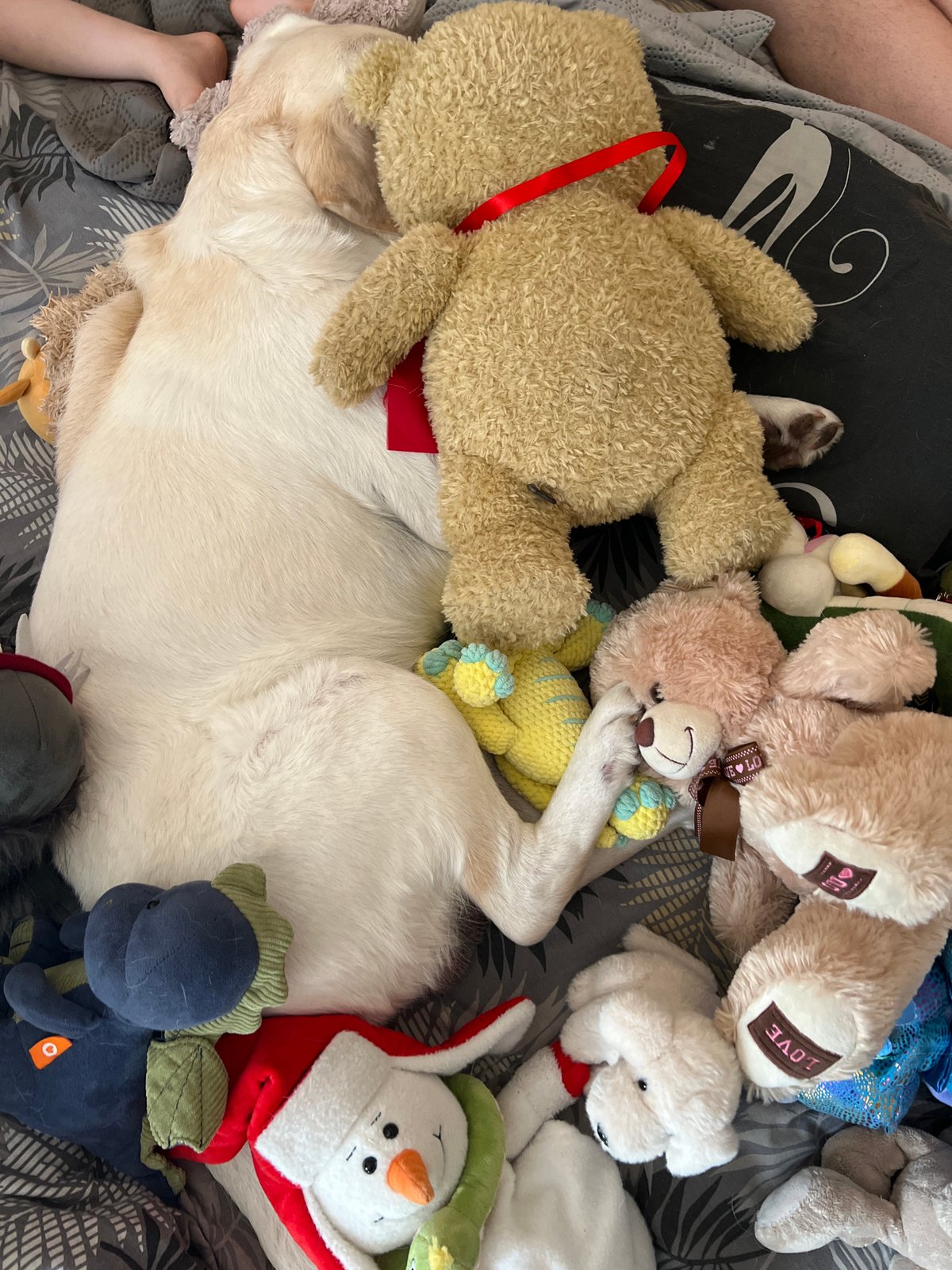 Dog poses with stuffed animal collection on bed in Russia