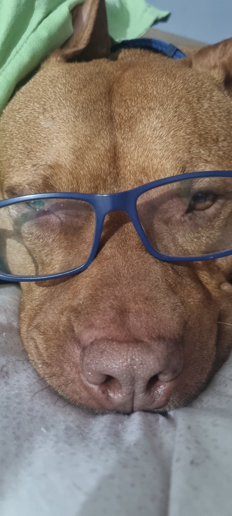 Brown dog photographed wearing various accessories during evening rest period