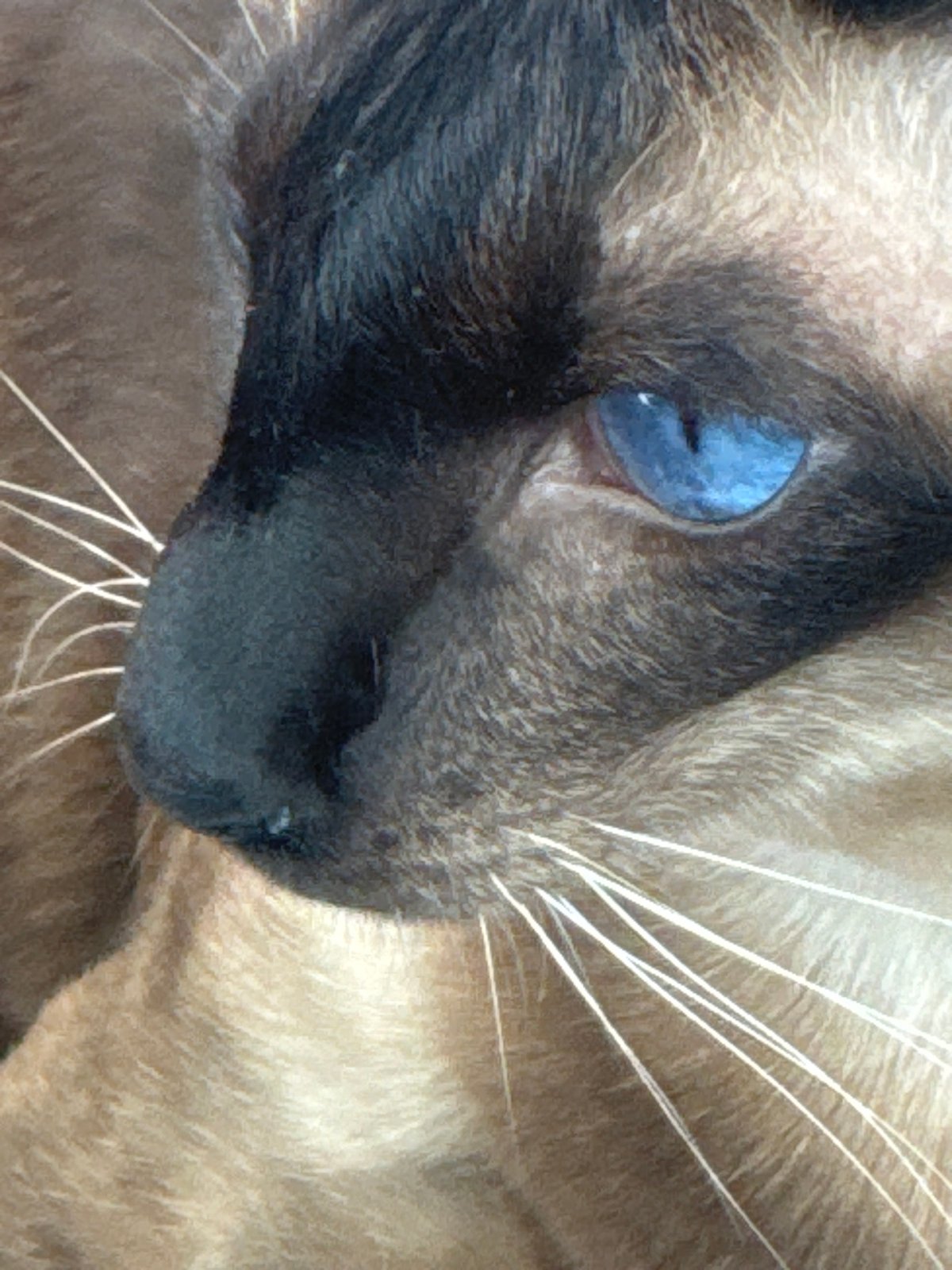 Siamese Cat Observed in Multiple Indoor Settings in Ramat Gan