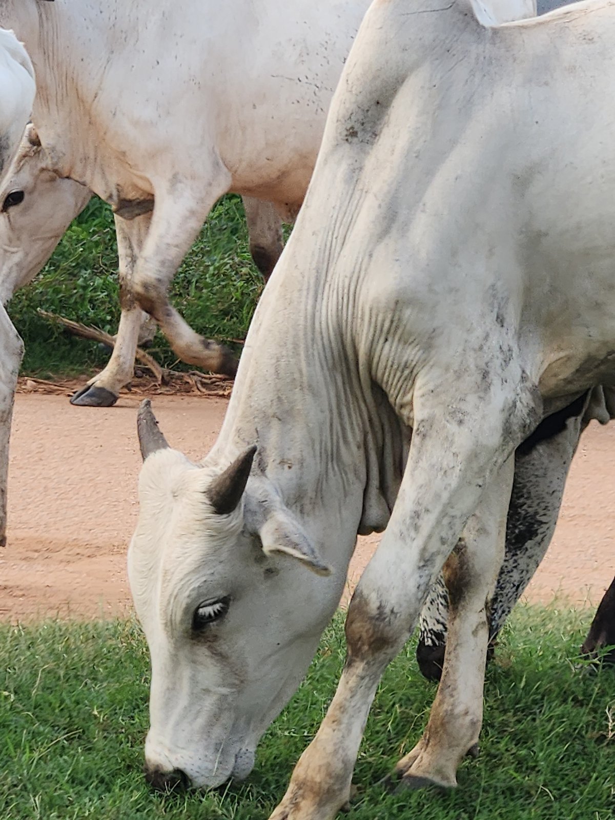 Everyday life in Sabon Tasha: cattle, a market stall, and a baby outing