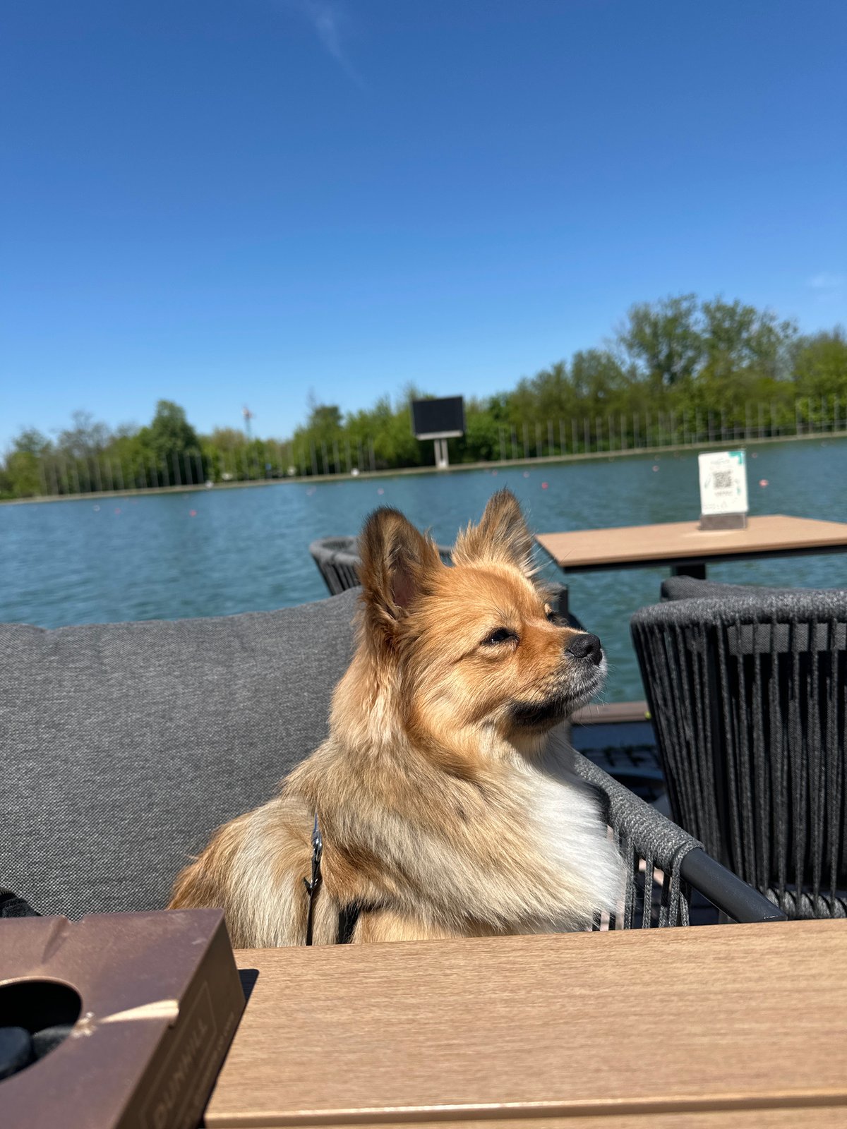 Dog spotted relaxing at outdoor cafe near Plovdiv canal