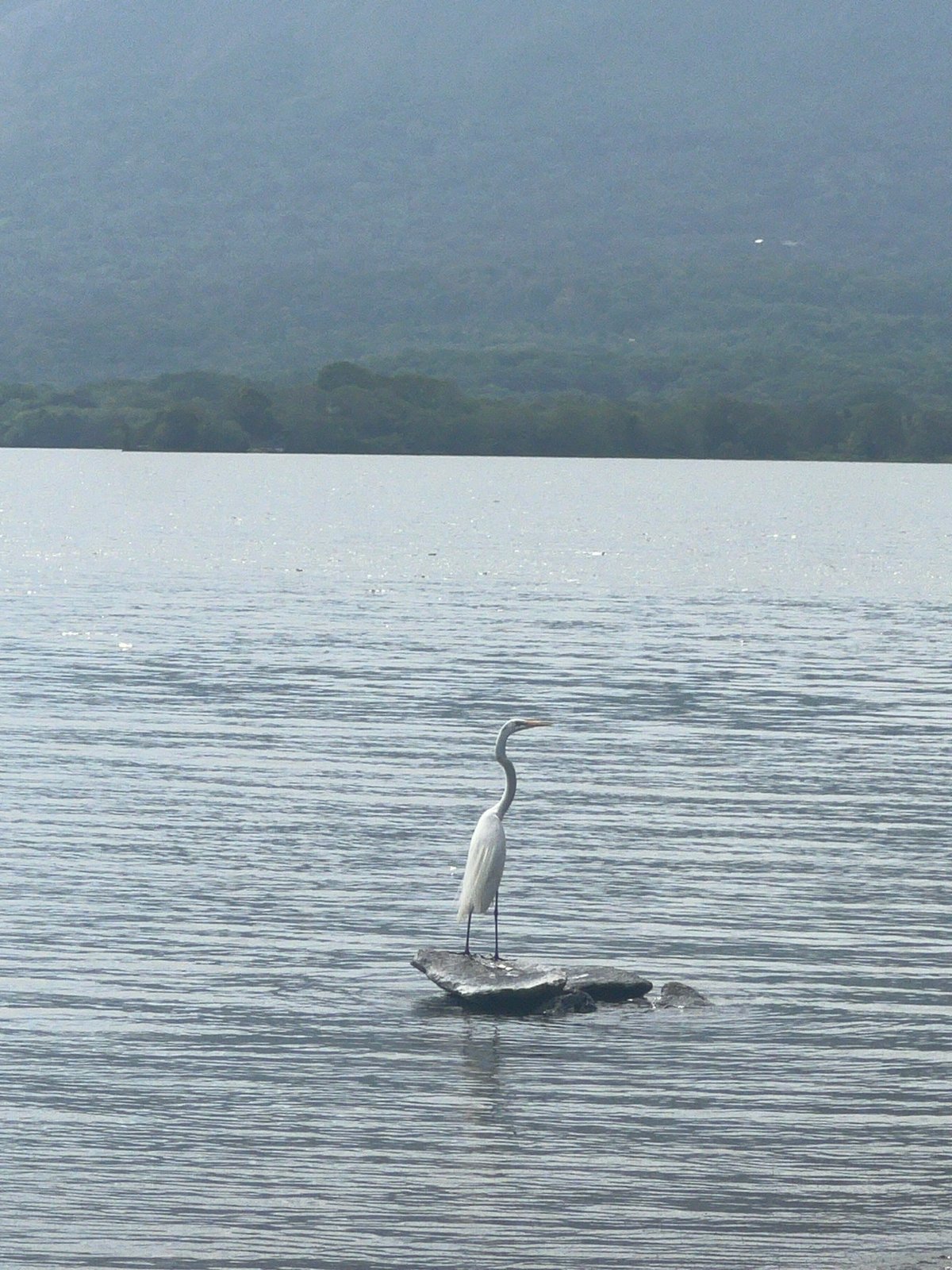 Egret in still water, Mombacho volcano rising behind Altagracia