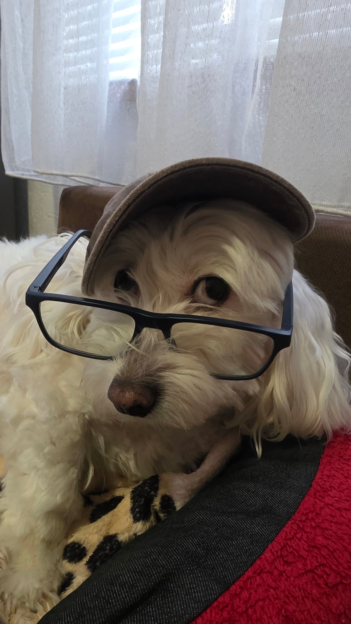White dog photographed wearing glasses and cap in Bulgaria