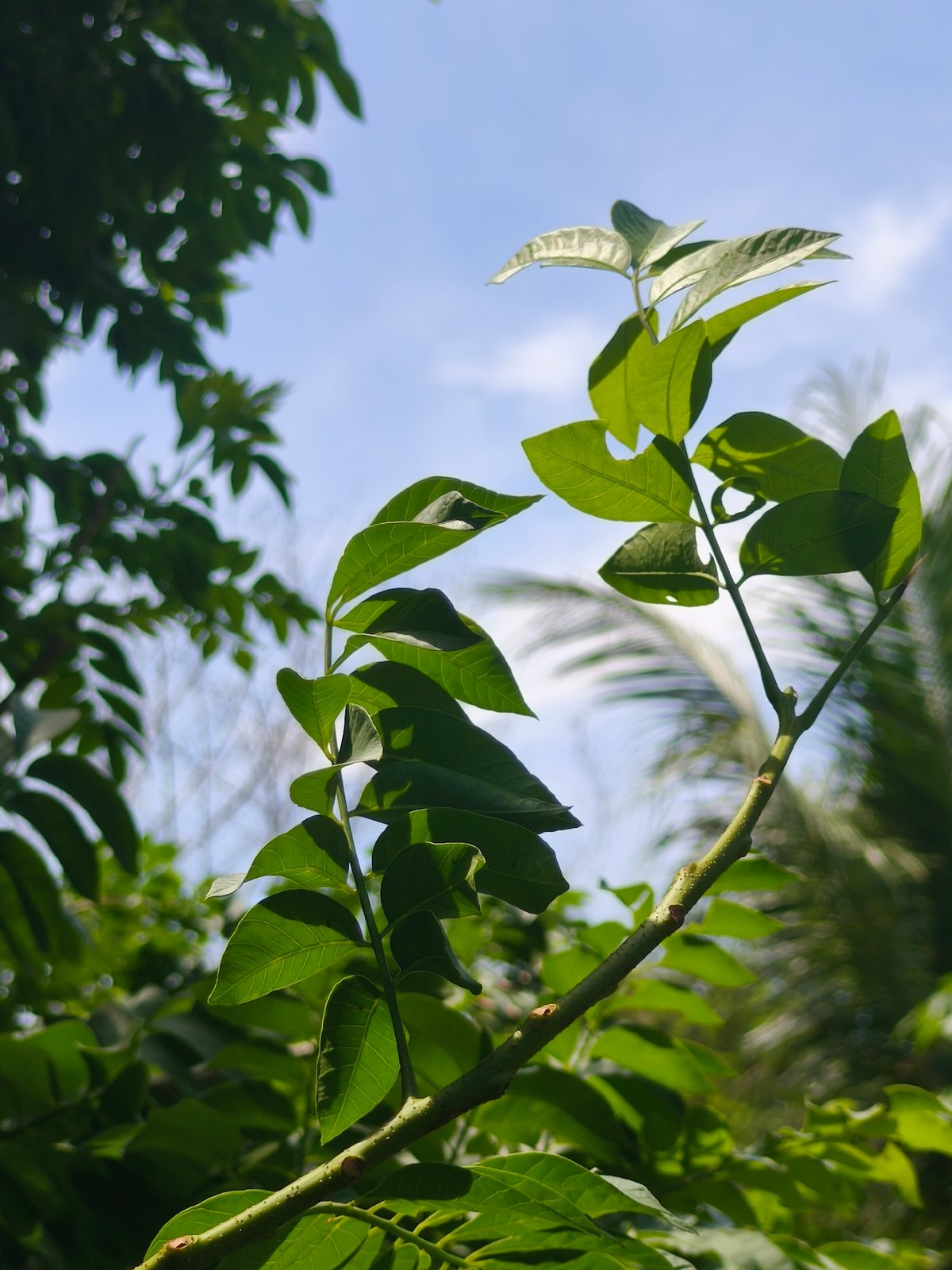 Morning documentation of tropical plants and local cuisine