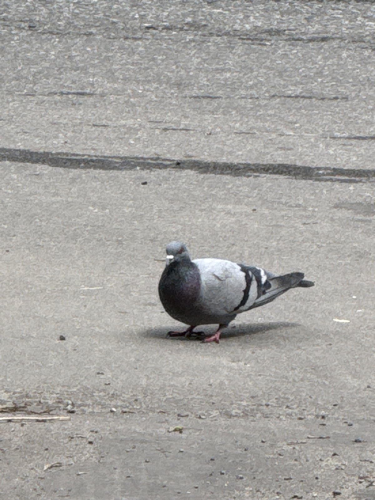 Pigeon spotted on Moscow streets during morning hours