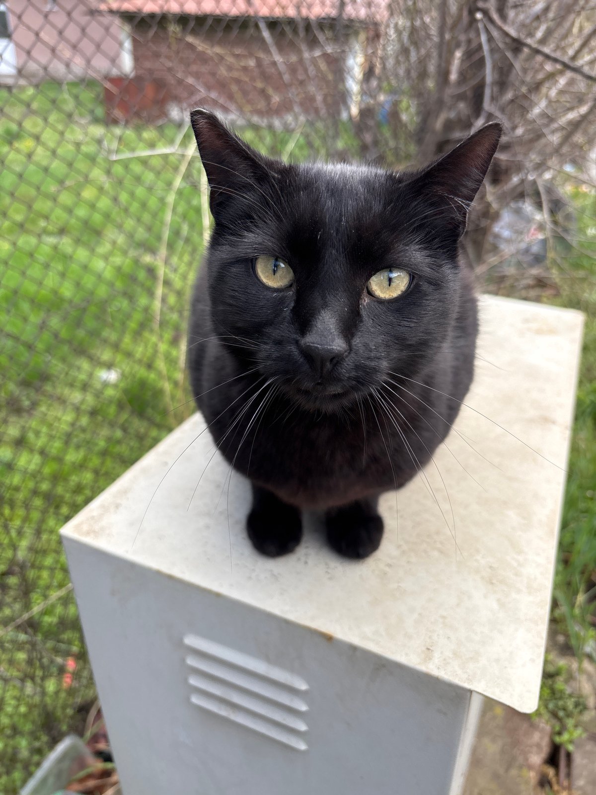 Black cat and decorated car spotted in Sofia neighborhood