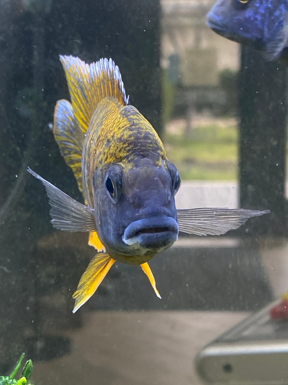 Colorful fish photographed in aquarium in Pleven, Bulgaria