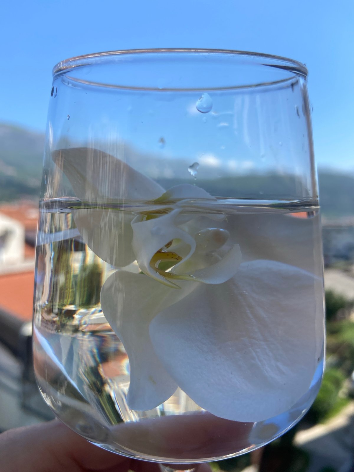 Person holds orchid in glass against Budva cityscape