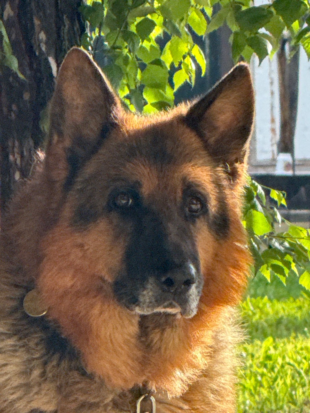 German Shepherd beats the heat alongside backyard pigeons in Beryozovsky