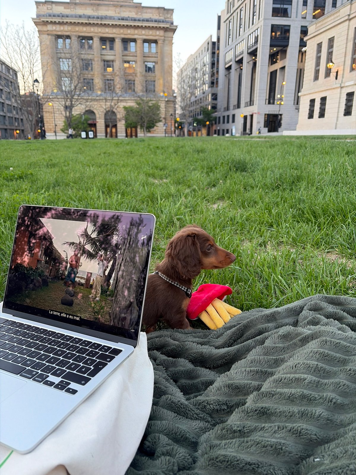 Person enjoys early morning park time with dachshund puppy in Montreal