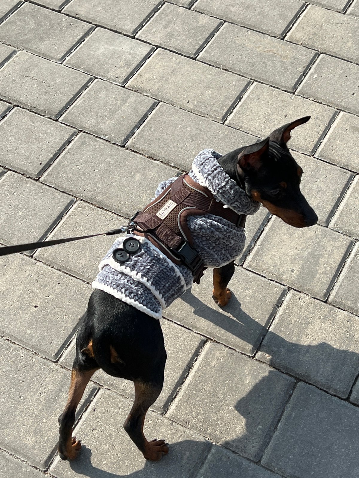 Morning dog walk in Saint Petersburg encounters cordoned pavement damage