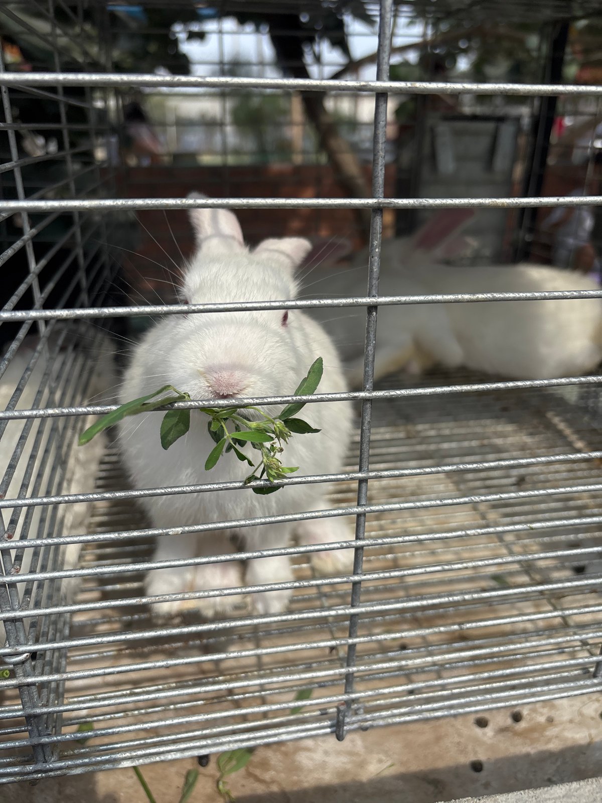 White rabbits hand-fed greens in wire cage, Huaral Peru