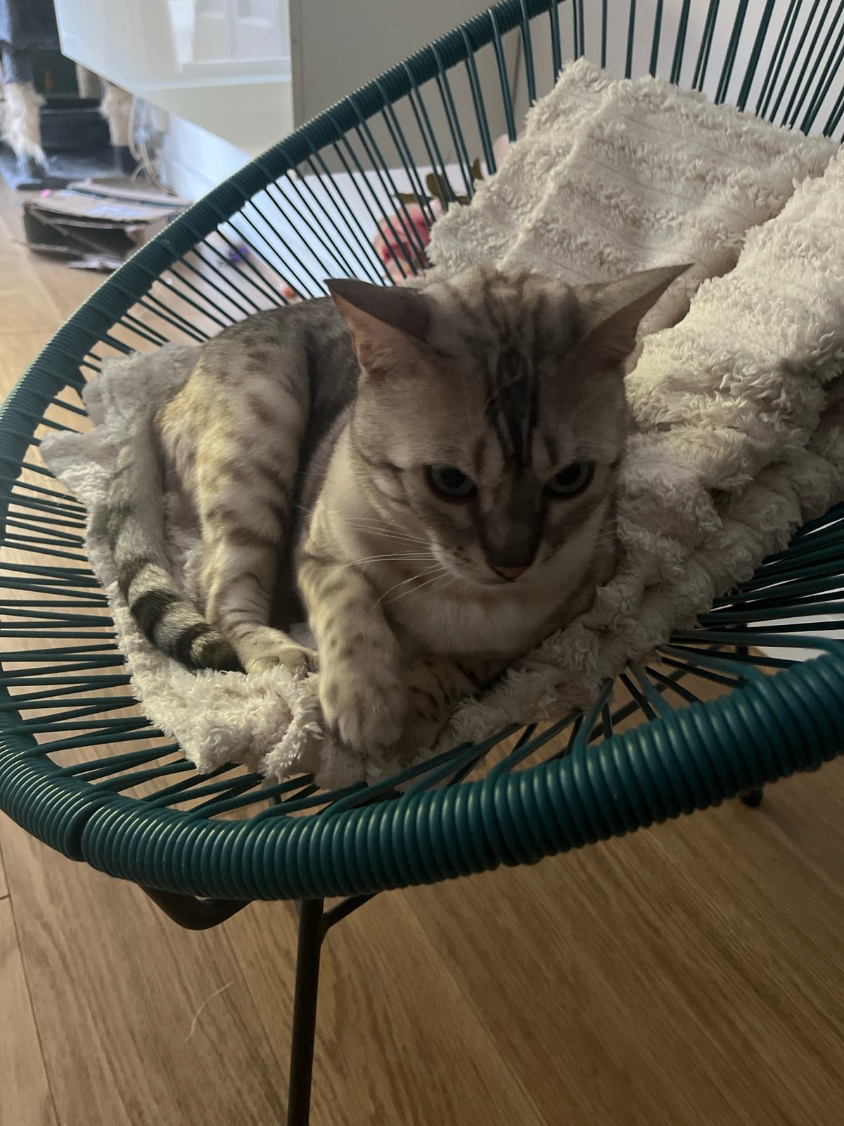 Bengal cat lounging across chairs in a Neuilly apartment