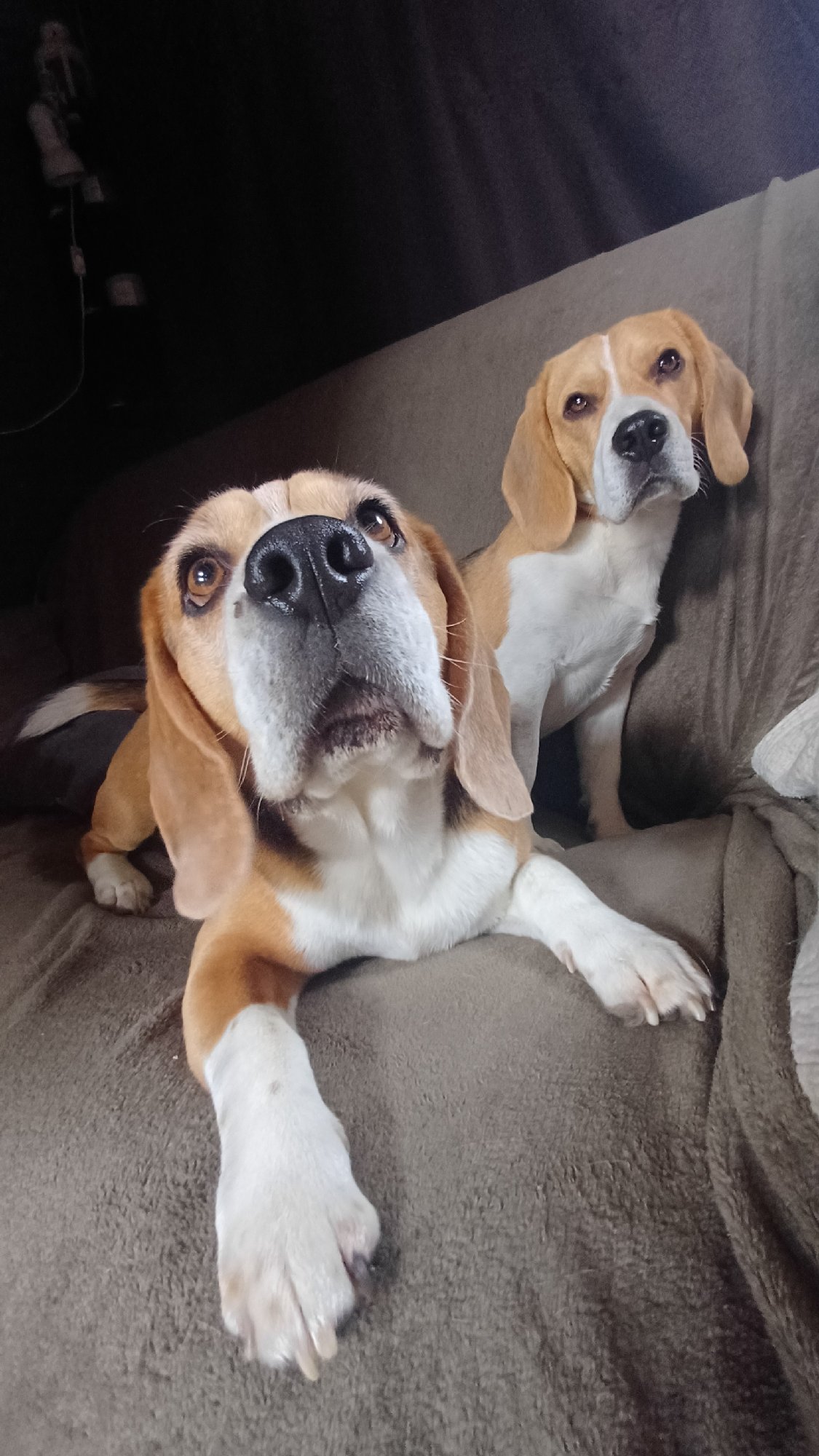 Two Beagles rest on blanket in Timokhovo home