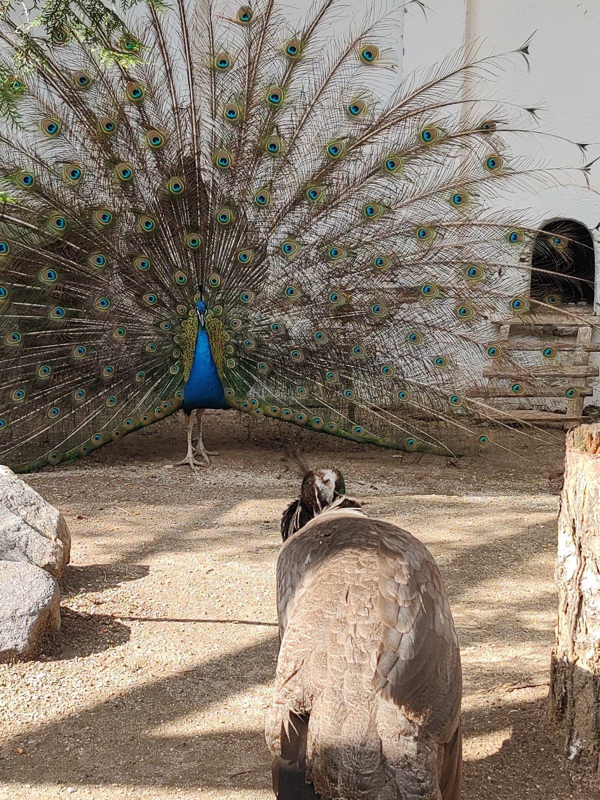 Visitor documents animals at Blagoevgrad petting zoo during afternoon visit
