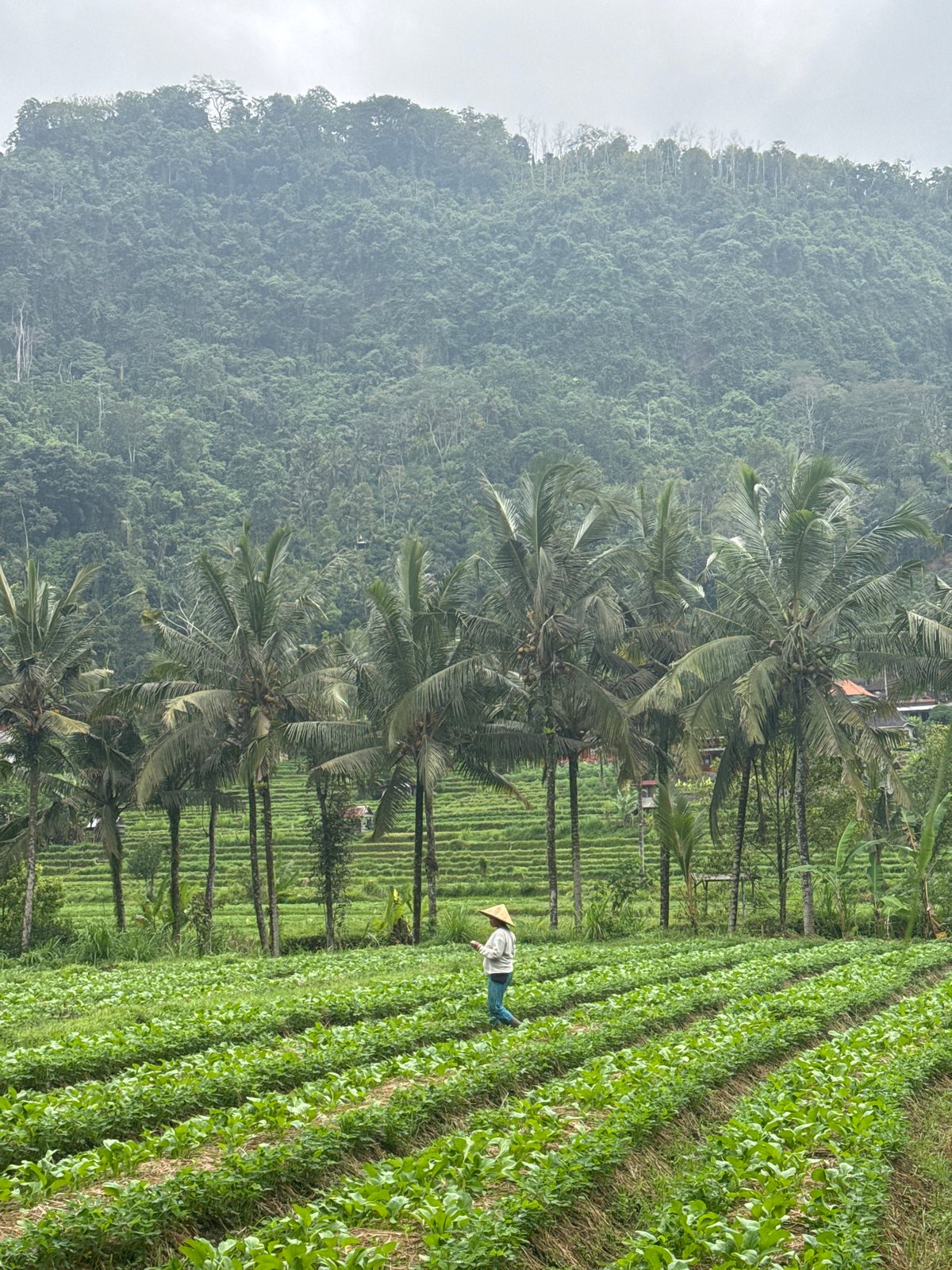 Lush farmland, coconut groves, and quiet rural life