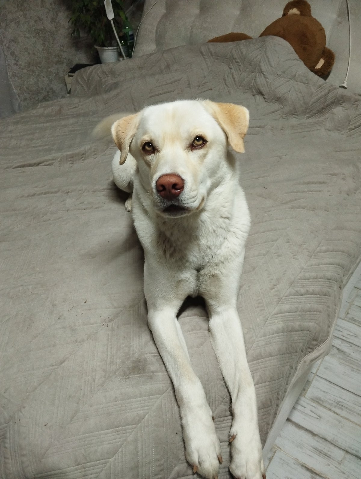 Quiet evening with pets in Grishanki home