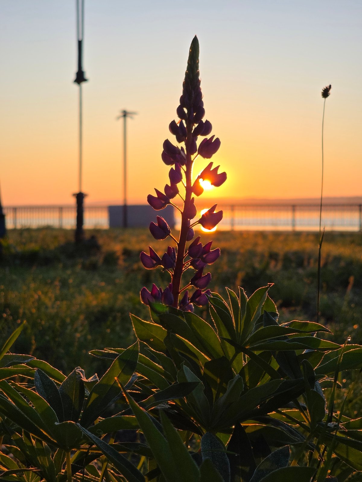 Sunset along the Kama River, wildflowers and industry in frame