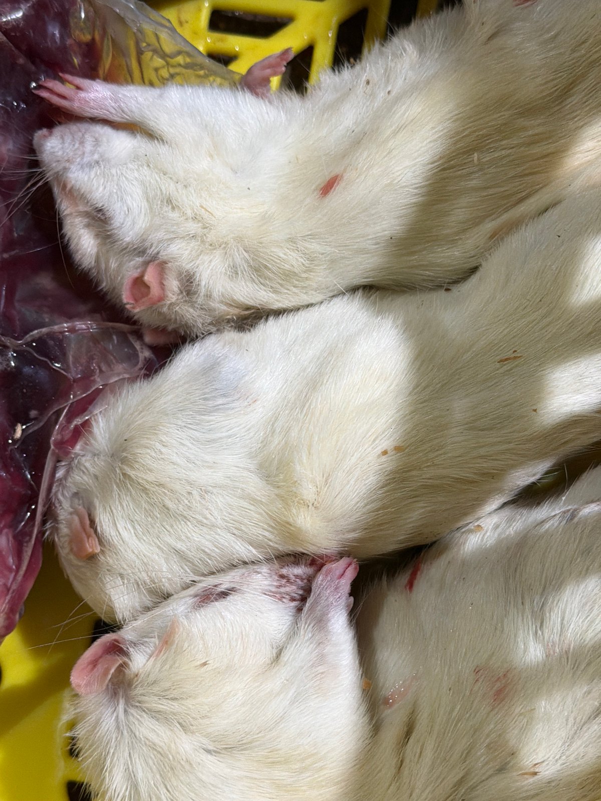 Three white rats found motionless on plastic surface