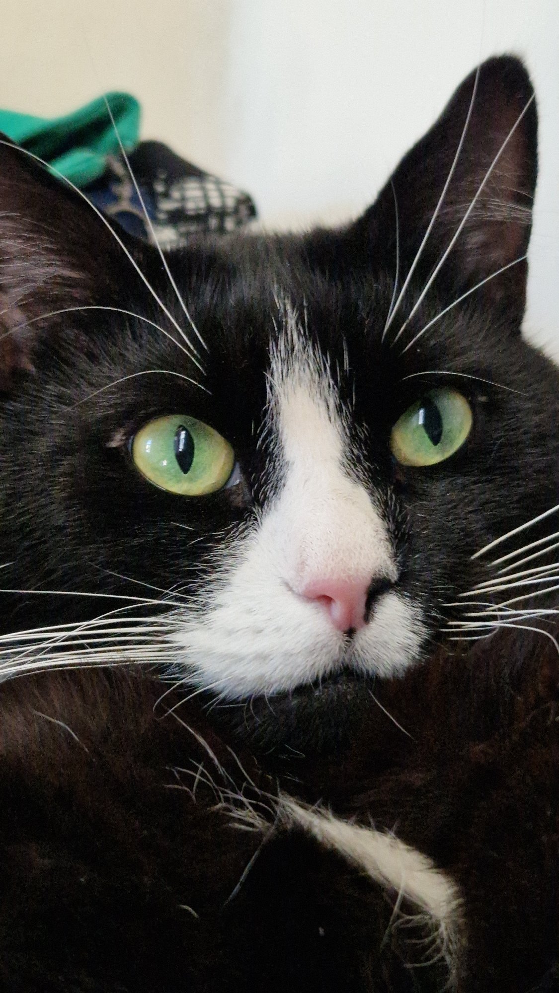 Close-up cat portrait session in Riga, green eyes everywhere