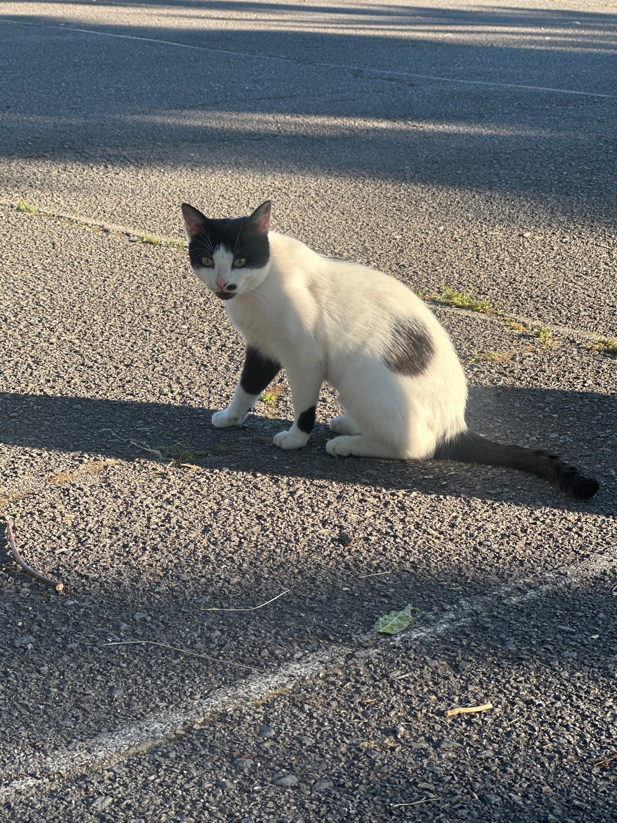 Cats and daily life in Sofia park