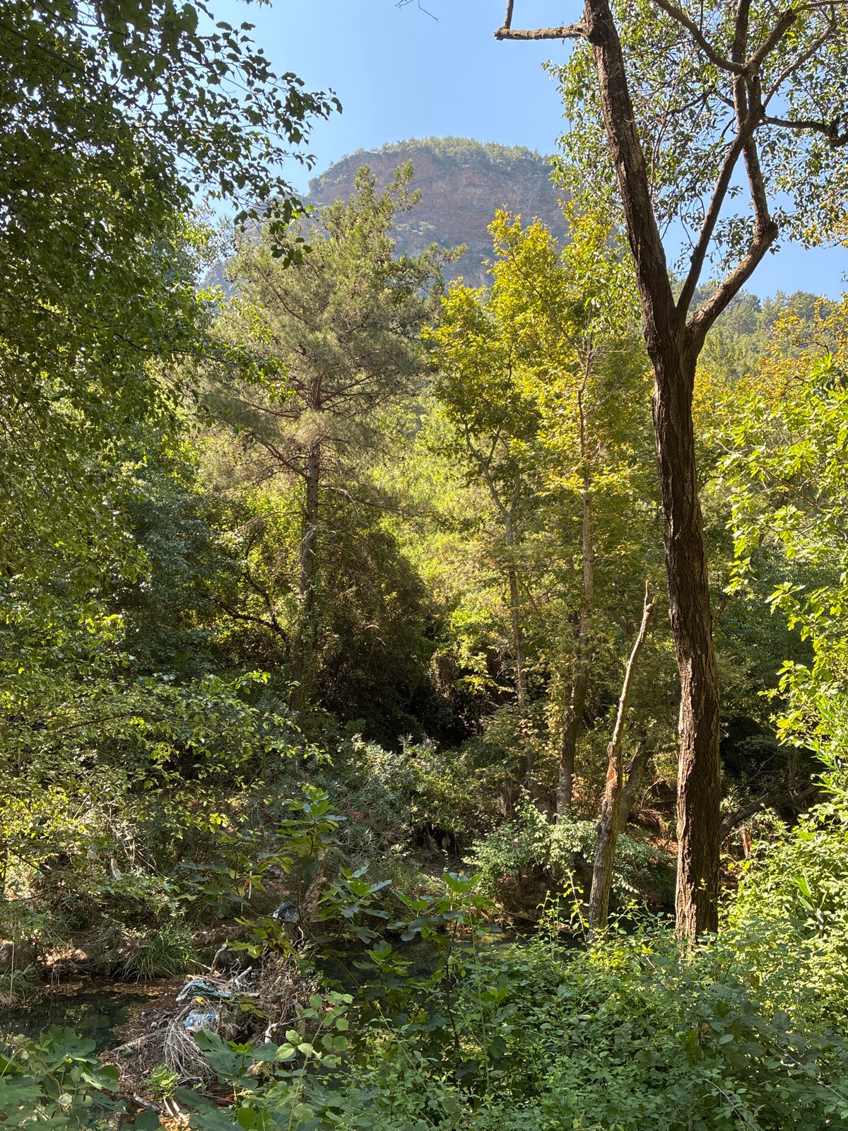 Alanya's forested river valley with thatched riverside eateries