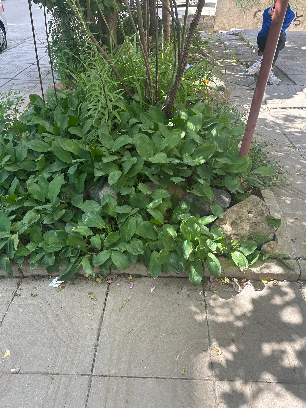 Morning urban greenery documented alongside Sofia sidewalk infrastructure