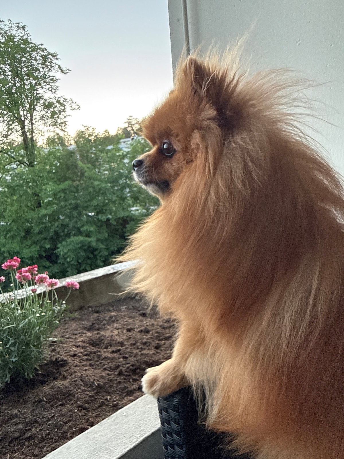 Windswept Pomeranian on an Oslo balcony chair
