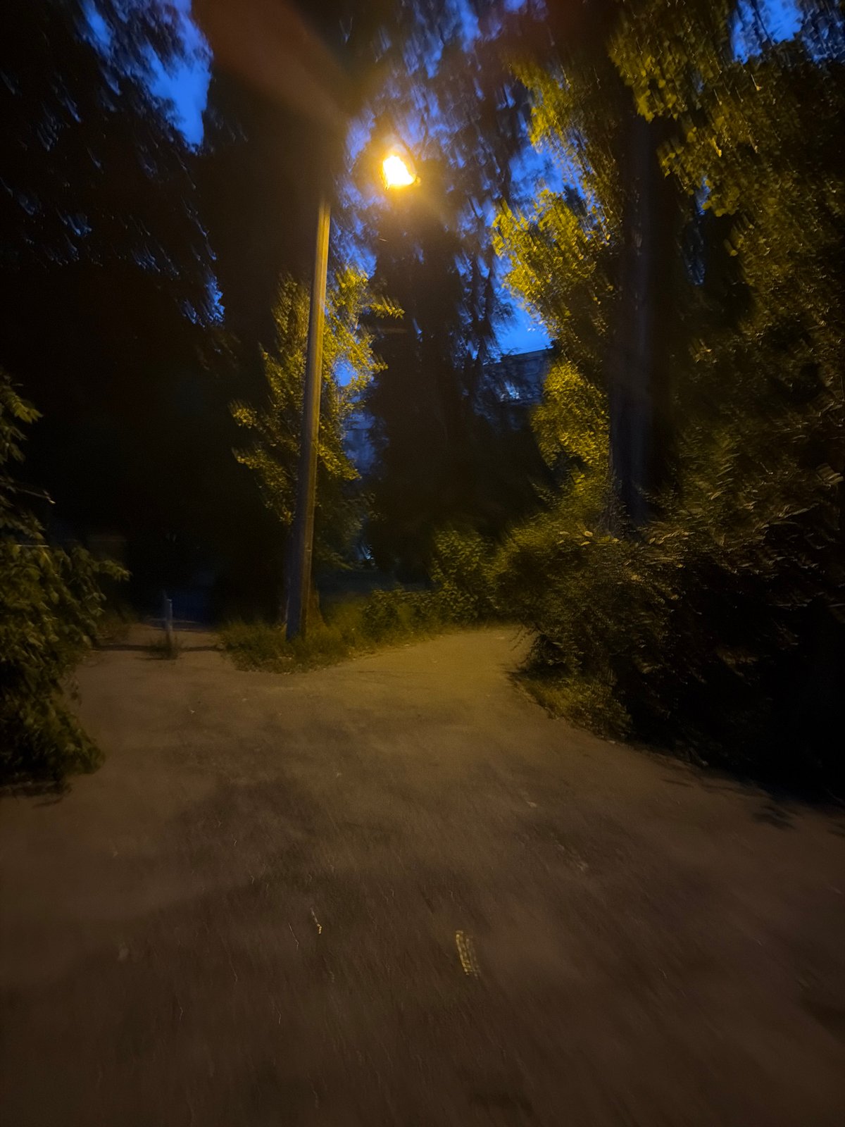 Evening stroll through Kyiv: garden flowers, streets, and greenery